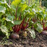 If your beets have leafy tops and tiny roots this fall, late thinning may help if they’re crowded