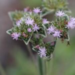 7 Florida Plants That Draw Gopher Tortoises In, and Why Their Burrows Help Your Whole Yard