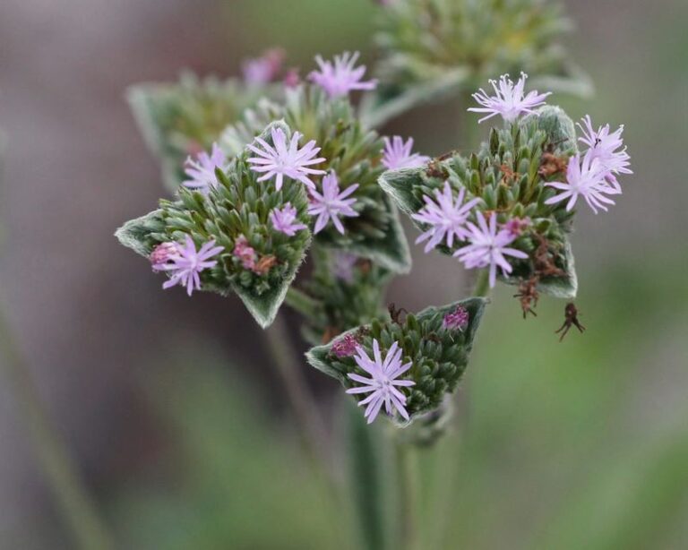 7 Florida Plants That Draw Gopher Tortoises In, and Why Their Burrows Help Your Whole Yard