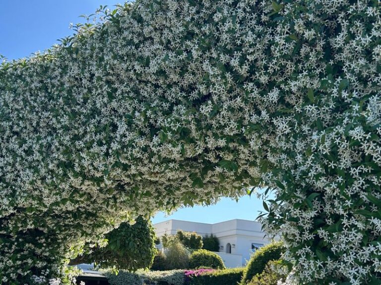 Star Jasmine on California Fences: Why Sturdy Support Matters for This Fragrant White Vine