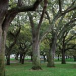 The Native Texas Trees That Give You a Privacy Screen Better Than Podocarpus Ever Did