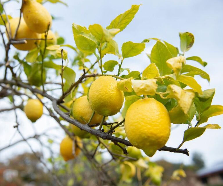 What Your California Lemon Tree Is Telling You When Leaves Turn Yellow This Fall: How to Diagnose Before You Treat