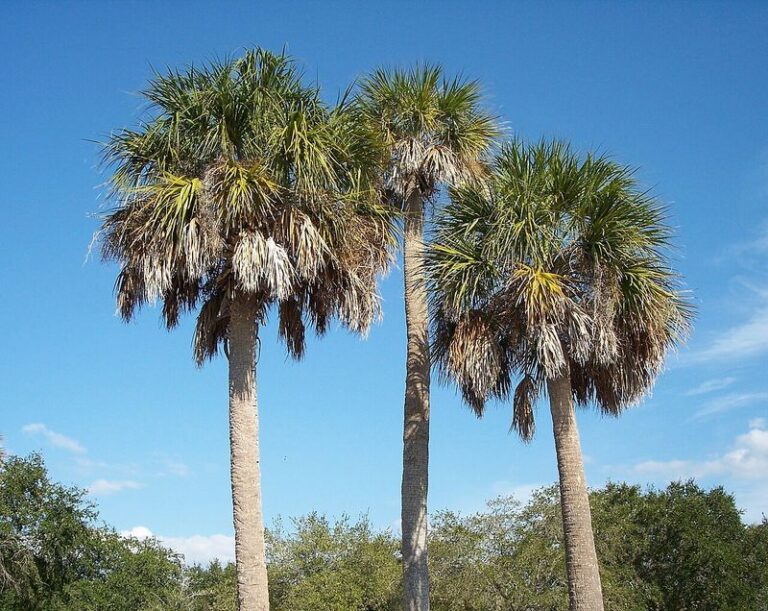 Those Old Leaf “Boots” Clinging to Your Florida Palm Trunk Are Doing More Than You Think