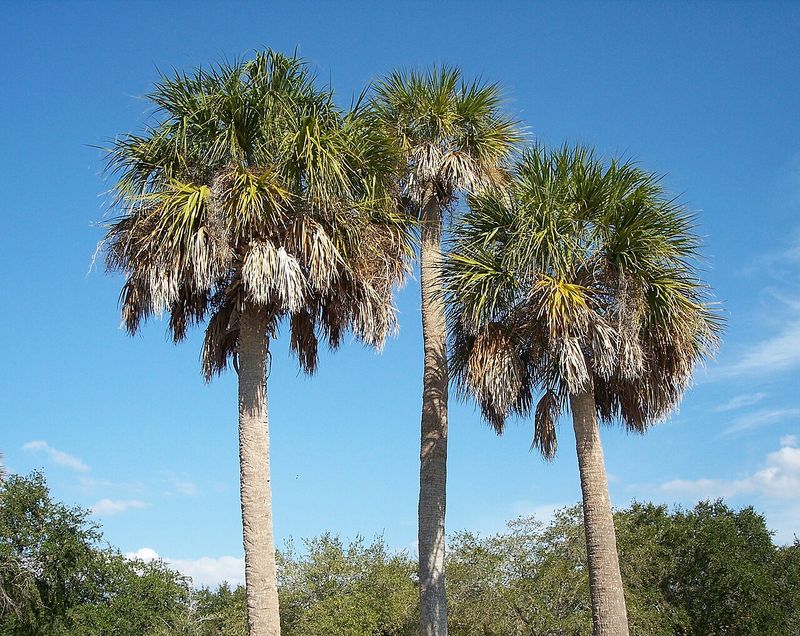 Those Old Leaf “Boots” Clinging to Your Florida Palm Trunk Are Doing More Than You Think