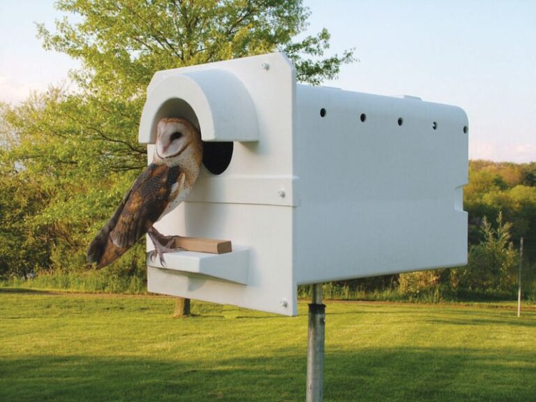Could a Barn-Owl Nest Box Help With Rodents in a North Carolina Yard?