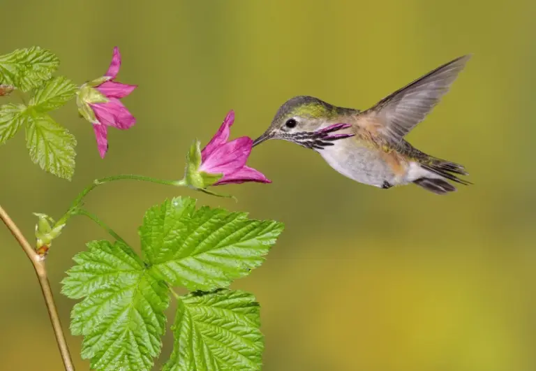 How California Yards Can Become More Inviting to Birds Without Relying on Feeders
