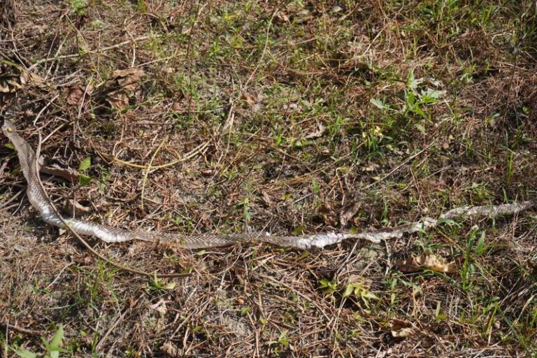 Snake Signs Around Your Yard This Fall, and What They Can Tell You