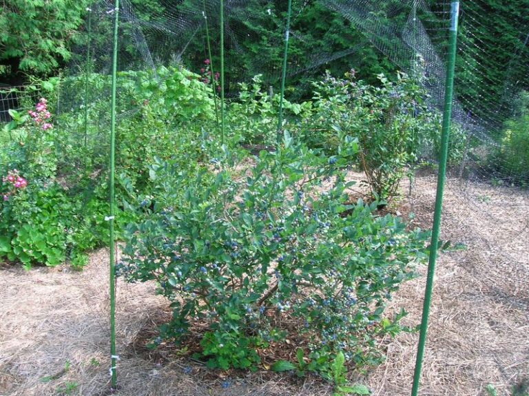 Late-Season Blueberry Care Can Affect Next Summer’s Crop