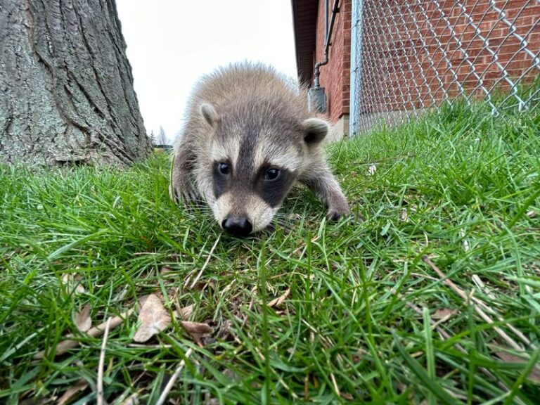 What It Really Means When Raccoons Start Raiding Your North Carolina Yard Every Night This Fall