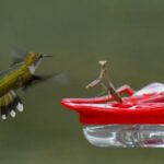 Praying Mantises Have Caught Hummingbirds at Feeders: A Documented but Uncommon Hazard and Sensible Precautions