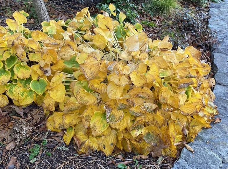 Ragged Hostas in Fall: What Cleanup Can and Cannot Do About Slugs