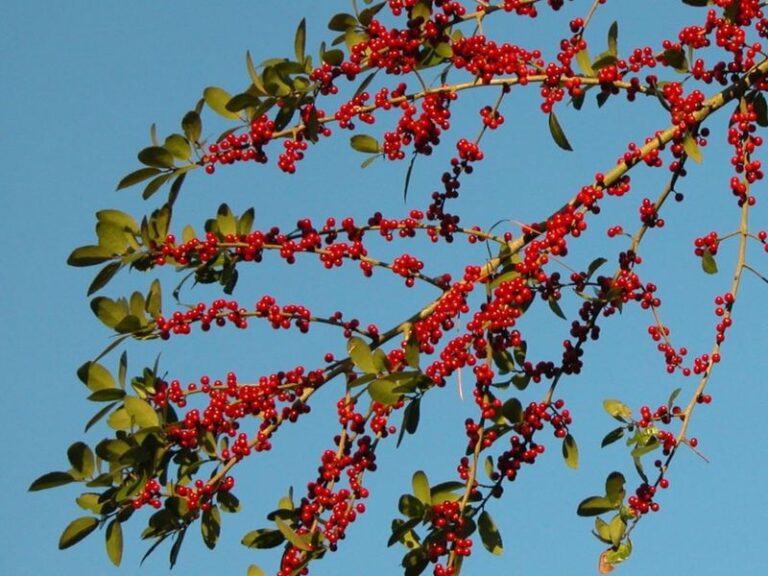 Could Yaupon Holly Bring Spring Pollinators and Winter Berries to a Central Texas Yard?