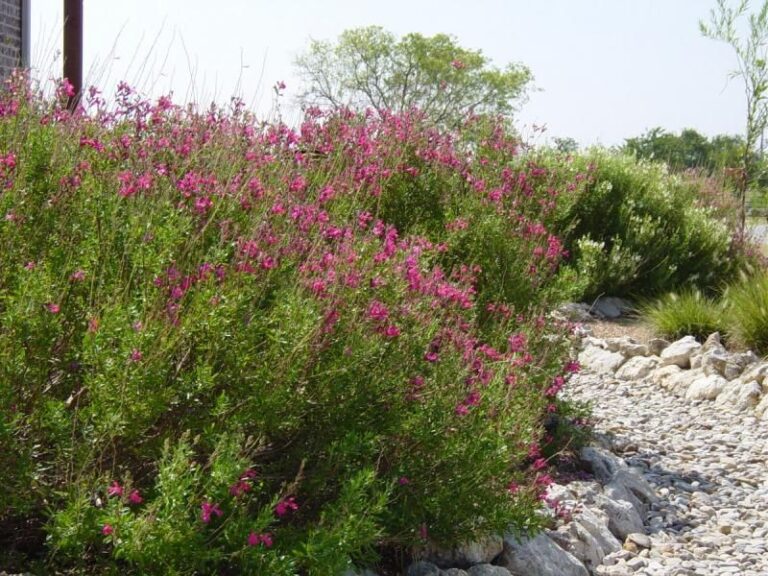 Why Central Texas Gardeners Plant Fall Salvia Along the Fence for Late-Season Pollinators
