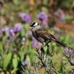 What It Really Means When White-Crowned Sparrows Suddenly Fill Your California Yard This Fall
