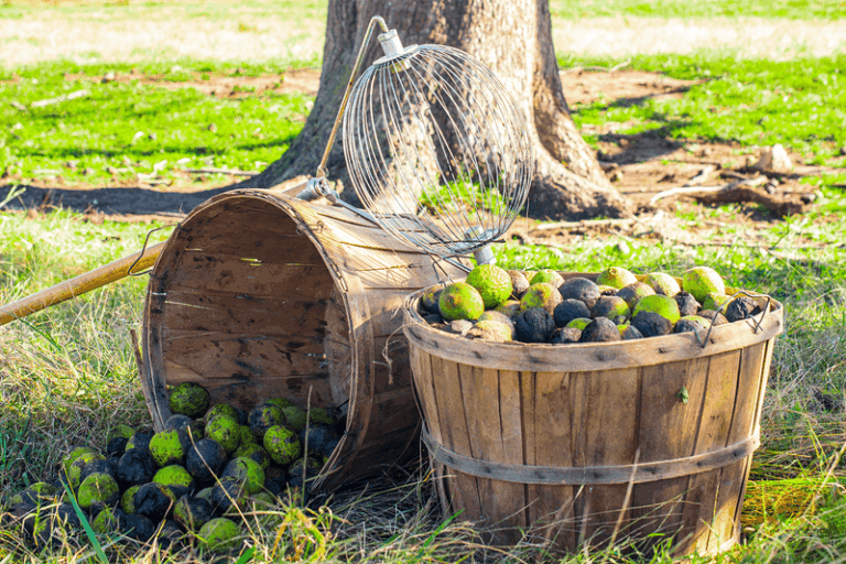 The Messy Black Walnut Harvest North Carolina Gardeners Swear Is Worth Every Stained Finger
