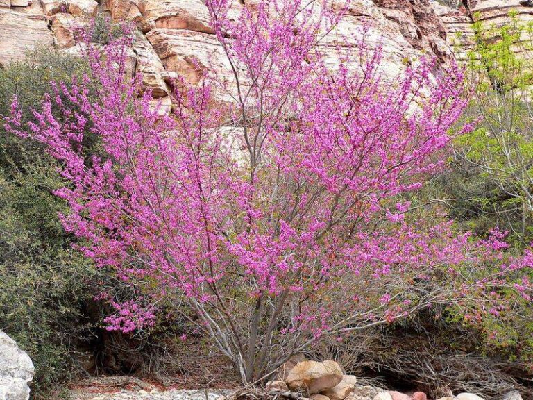 Skip Leyland Cypress and Plant These California Trees That Screen Your Yard Without Feeding Wildfire