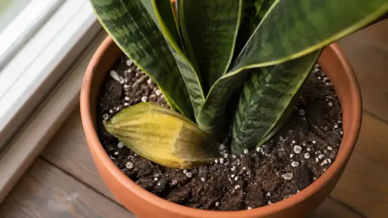 Snake Plant Leaves Soft and Mushy at the Base? Watering Again Too Soon May Be the Cause
