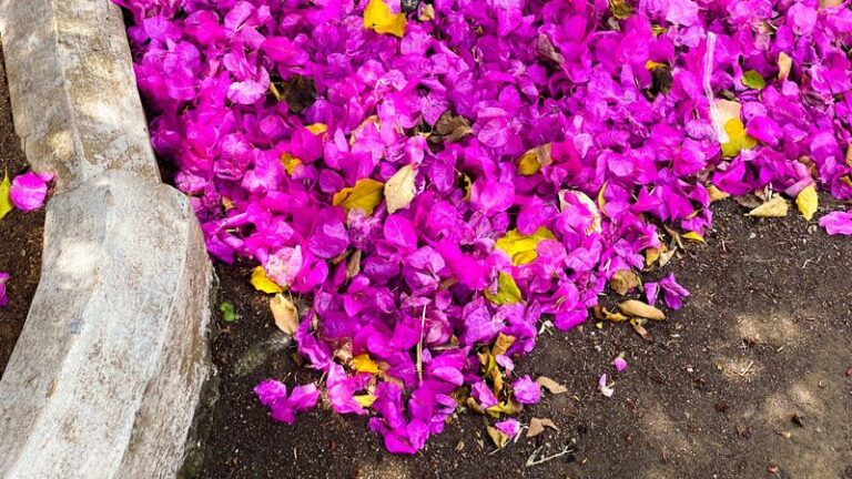 Why Your California Bougainvillea Drops Its Leaves as Nights Cool, and the Move That Protects Spring Color