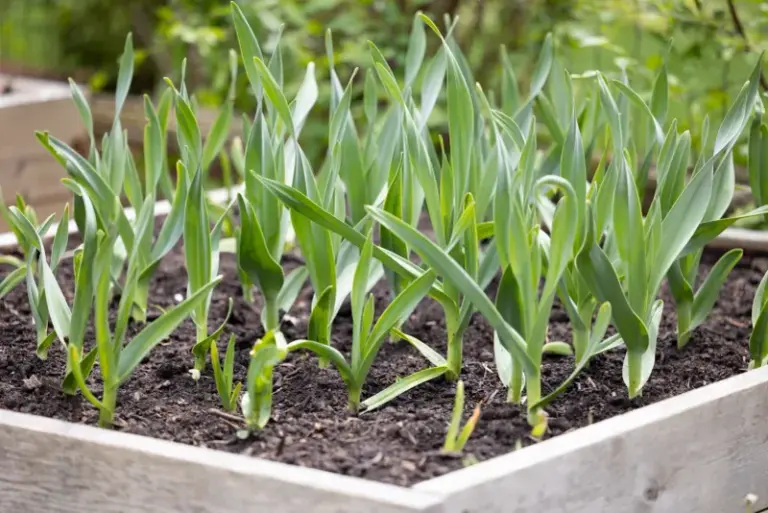 The One Crop Central Texas Gardeners Should Get in the Ground This October for Winter Harvests