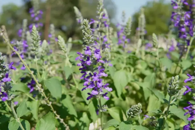 Plant These Native Purple Perennials in Your Texas Garden This Fall and They Return Every Spring