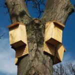 Bat Houses in North Carolina: A Habitat Option With Uncertain Mosquito Benefits