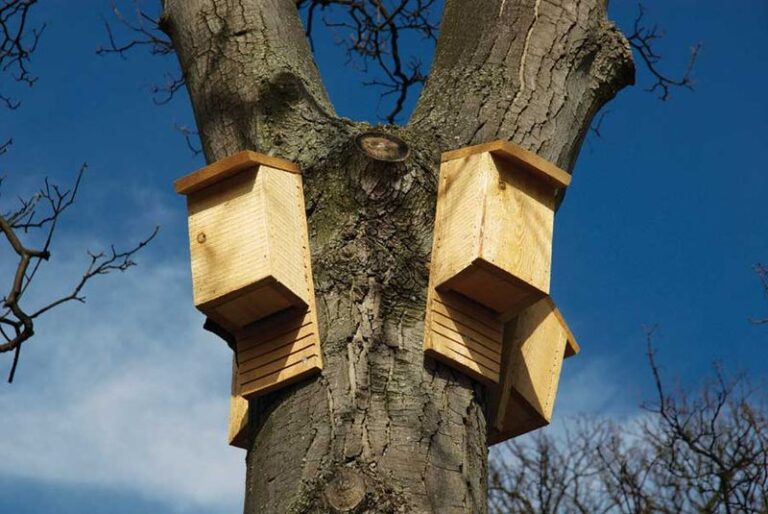 Bat Houses in North Carolina: A Habitat Option With Uncertain Mosquito Benefits