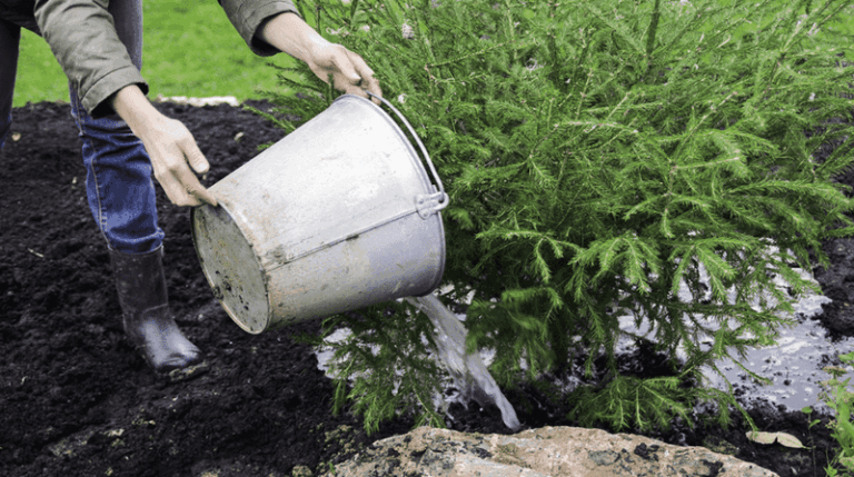 How Much Water Texas Trees Need Going Into Winter to Reduce Freeze Stress