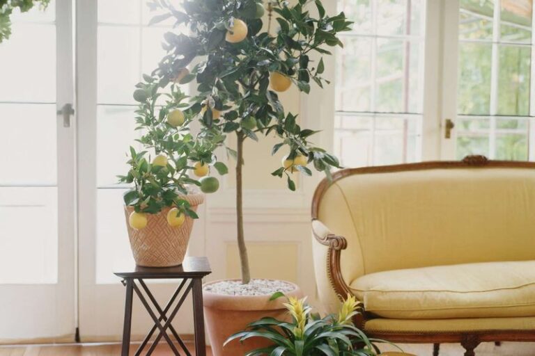 Potted lemon and lime trees drop their leaves indoors this winter when you move them in too fast