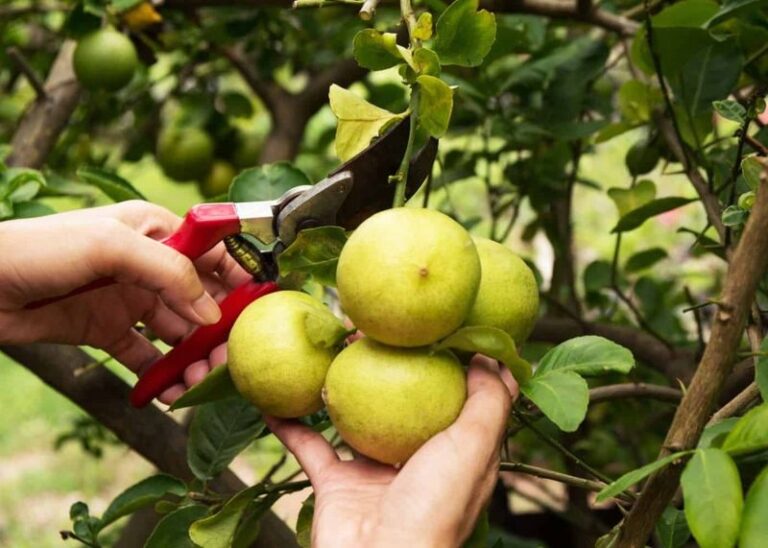 What Your California Citrus Trees Need Before the First Winter Rains to Hold Their Fruit Through Cold Nights