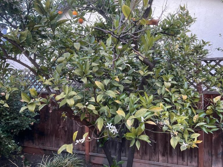 The Leaf Clues That Tell You Your California Citrus Tree Is Hungry Before Winter Rains