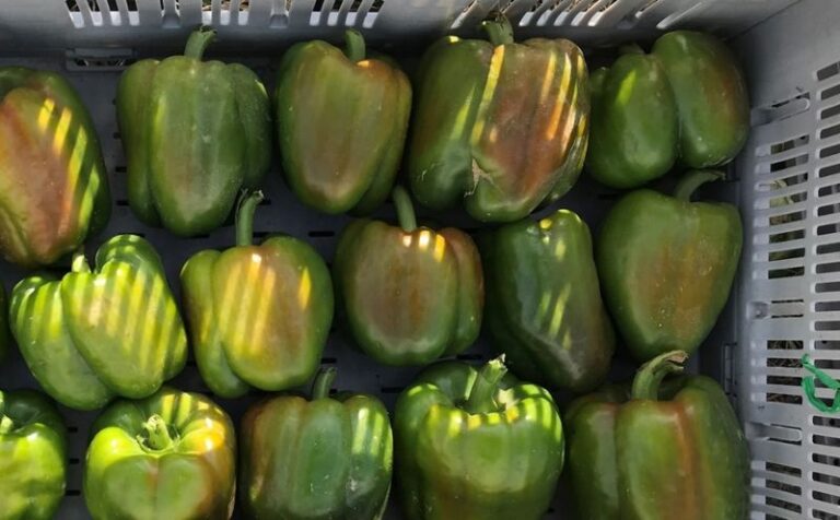 Your Fall Peppers Size Up but Won’t Turn Red, and Cooler Nights Are Only Part of Why