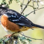 The Winter Birds Showing Up at Your Central Texas Feeder This October Are Staying Until Spring