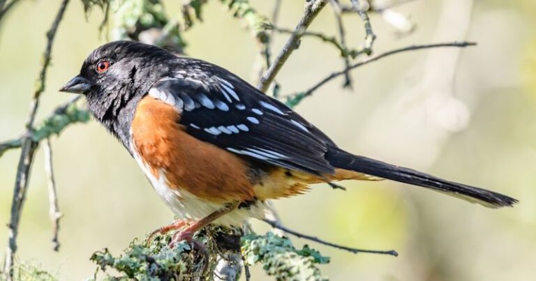The Winter Birds Showing Up at Your Central Texas Feeder This October Are Staying Until Spring