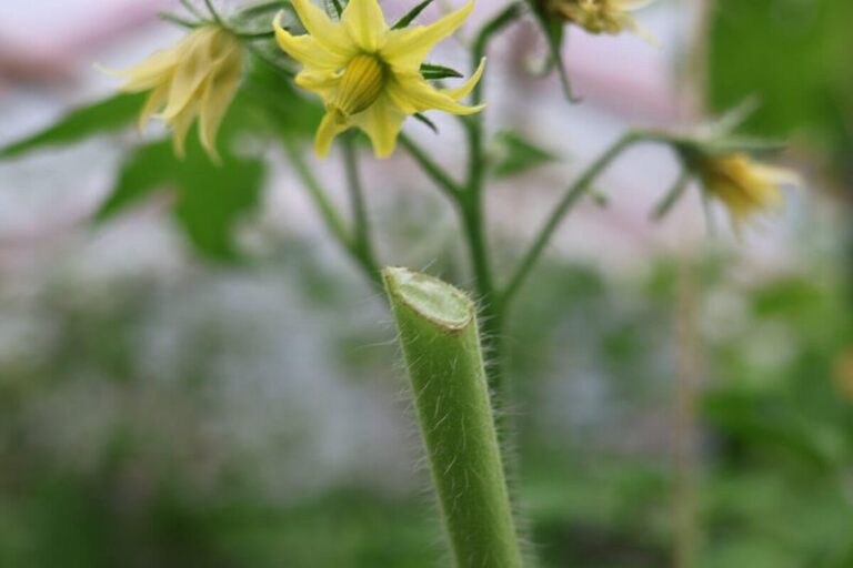 Topping Indeterminate Tomato Plants Late in the Season: A Conditional Way to Limit New Growth