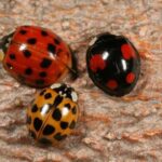 Asian Lady Beetles May Gather on Sunny Walls in Fall, and Here’s How to Keep Them Out
