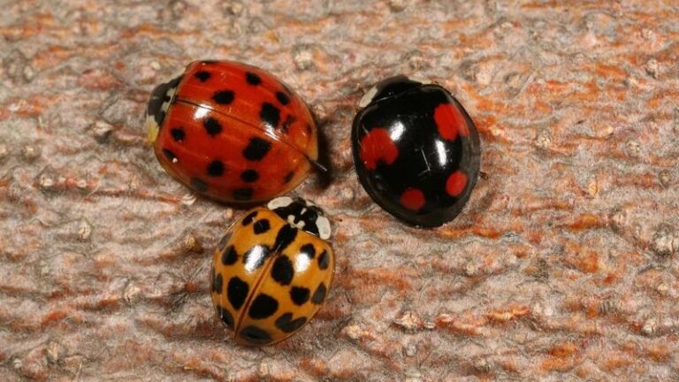Asian Lady Beetles May Gather on Sunny Walls in Fall, and Here’s How to Keep Them Out