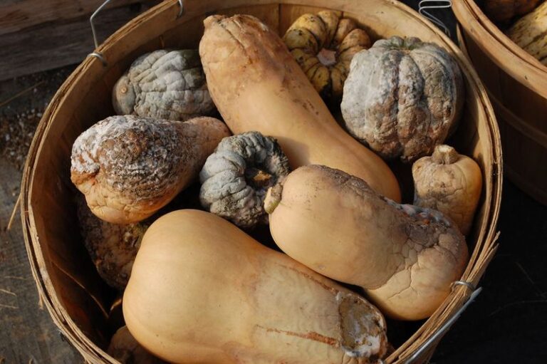 Brown, mushy spots on your stored winter squash start at one spot most gardeners never check