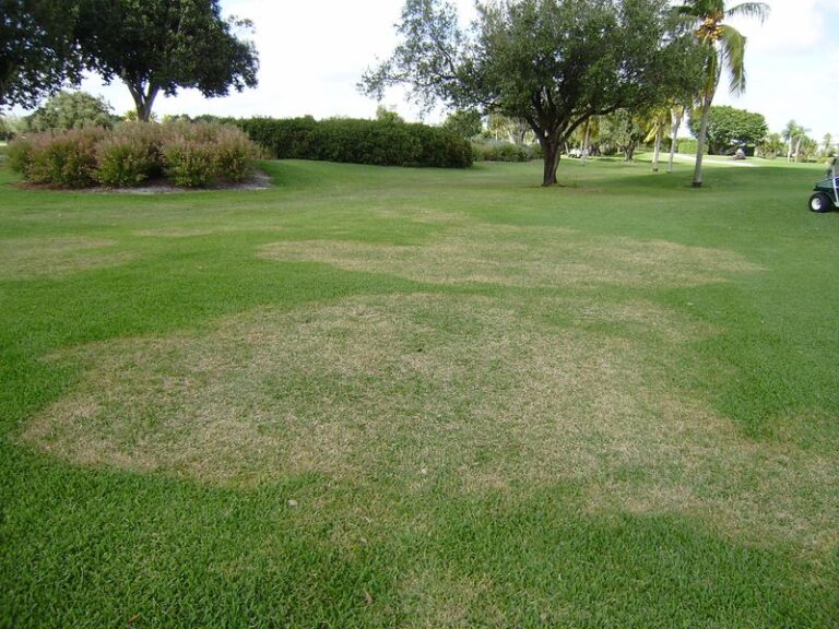 Spreading Brown Ring in Your Florida St. Augustine Lawn This Fall? Large Patch Fungus Could Be the Clue