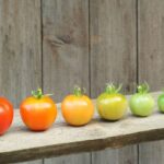 Mature green tomatoes can ripen indoors in a paper bag before frost, with or without a banana