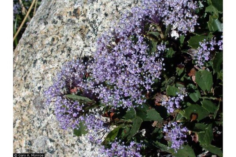 The California Groundcovers That Hold Hillside Soil Through Winter Rains Without a Drop of Summer Water