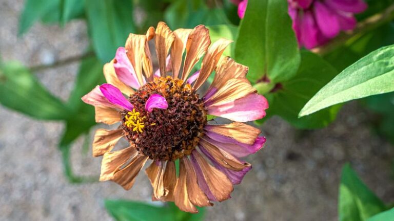 How to Tell Which Zinnia Seed Heads Are Ready to Save Before Frost