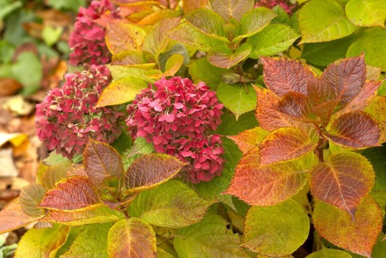 Which Hydrangeas Are Setting Next Spring’s Flowers, and What to Do This Fall