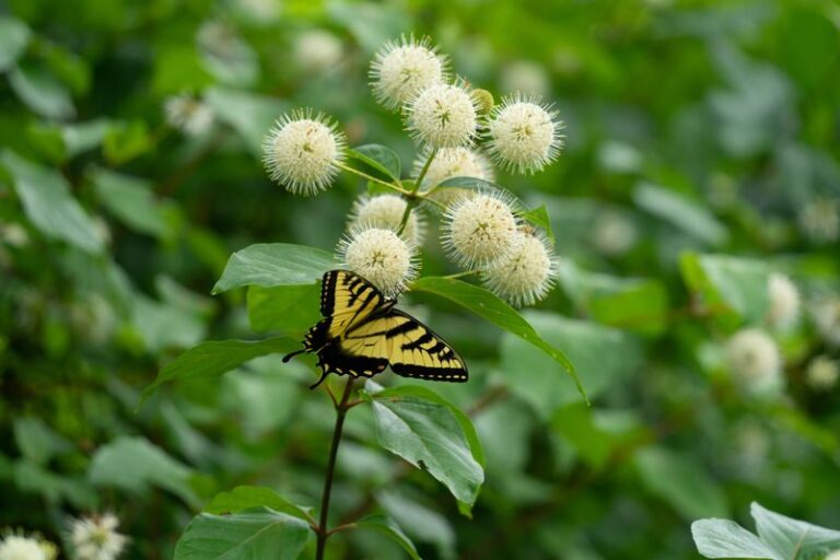 Butterfly Bush Is Crowding North Carolina Pollinator Gardens, but This Native Pulls In Far More Butterflies