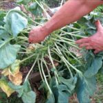 Topping Brussels Sprouts: When It Helps and When to Skip It