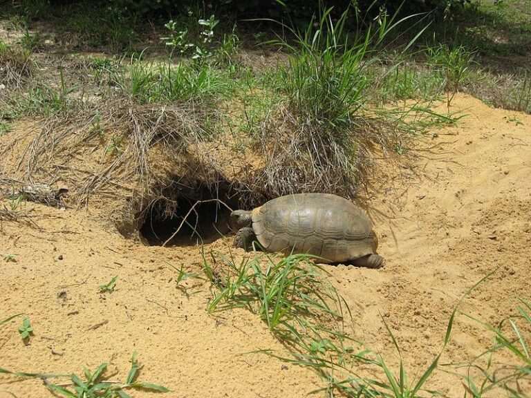 A Gopher Tortoise Digging a Burrow in Your Florida Yard Is Actually Good News