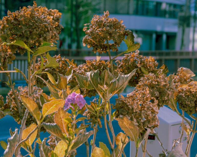 Why Your Hydrangea May Keep Wilting After You Water It