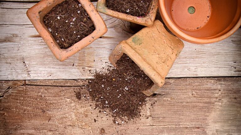 Some Healthy, Well-Draining Used Potting Mix May Be Refreshed for Reuse in Next Season’s Pots