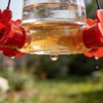 Your Hummingbird Feeder Keeps Dripping Sticky Nectar Everywhere, and Shade May Help Stop a Sun-Related Leak