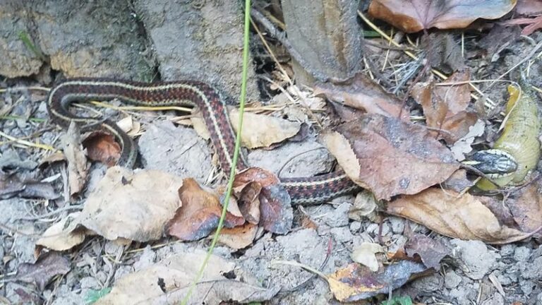 Some California Garter Snakes Eat Slugs, but Don’t Count on Them to Protect Your Beds