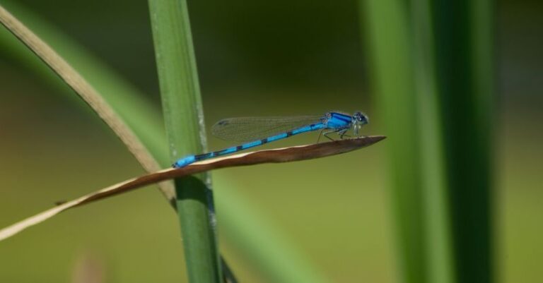 Supporting California Damselflies: Habitat Tips and Why Aphid Control Is Unproven